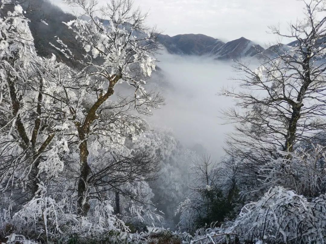 首场|城步南山风景名胜区迎来“首场雾凇美景”