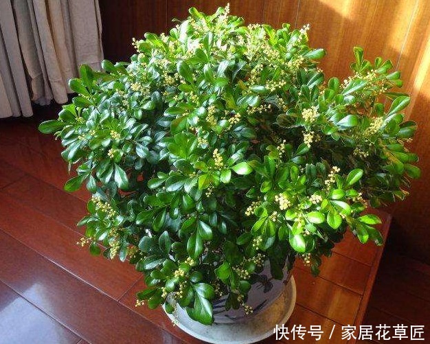 叶子|米兰叶片发黄怎么办?快查查基本的养护条件,不久就能恢复