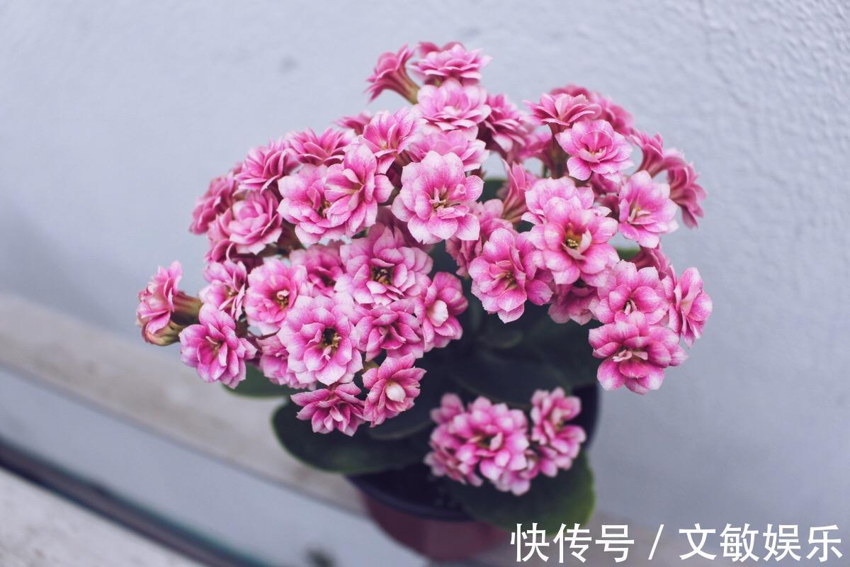为什么新手养的”长寿花“的花苞东倒西歪的，教你一招花开到爆盆