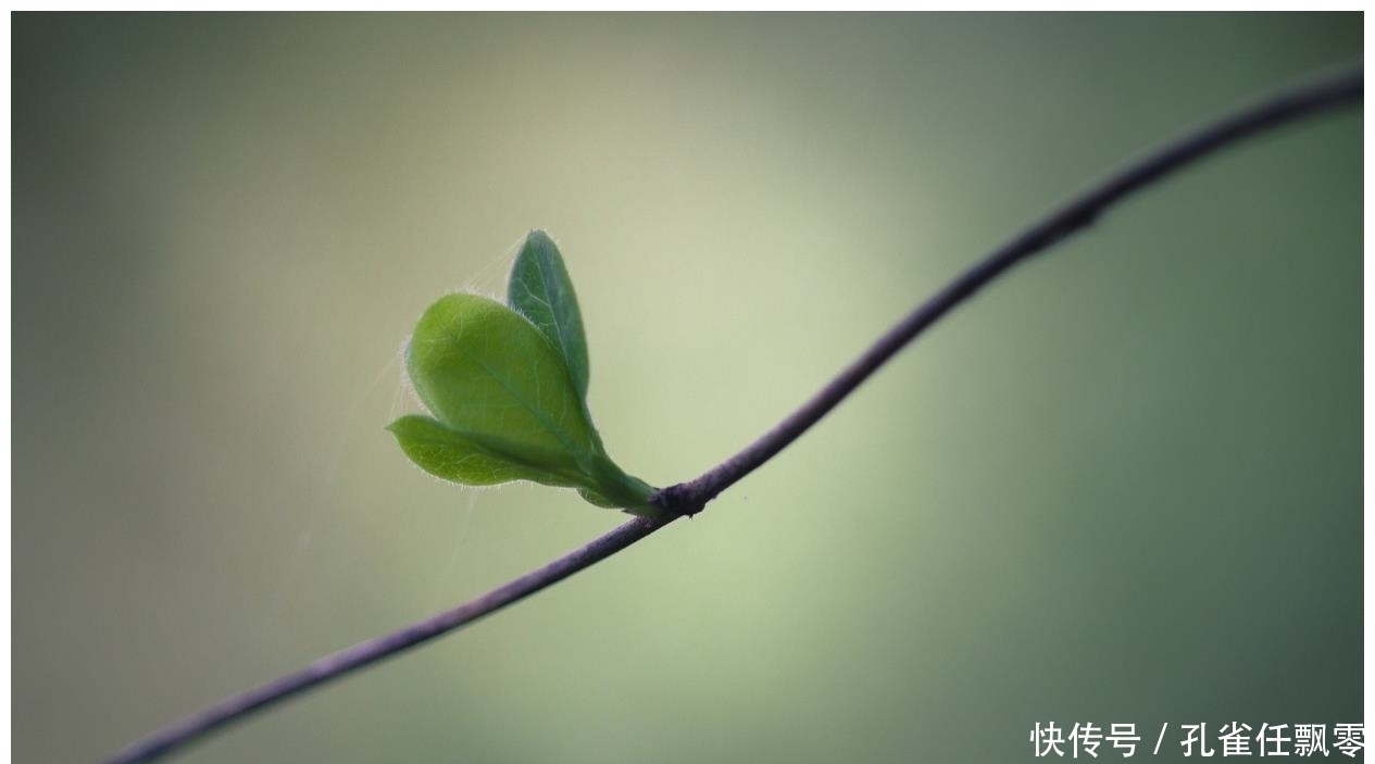 摩羯|悲喜自渡，圆滑且机智的星座，深谋远虑，跟人相处时重情重义