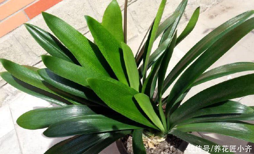 让8成养花新手都后悔的4个“妙招”,再看到别尝试