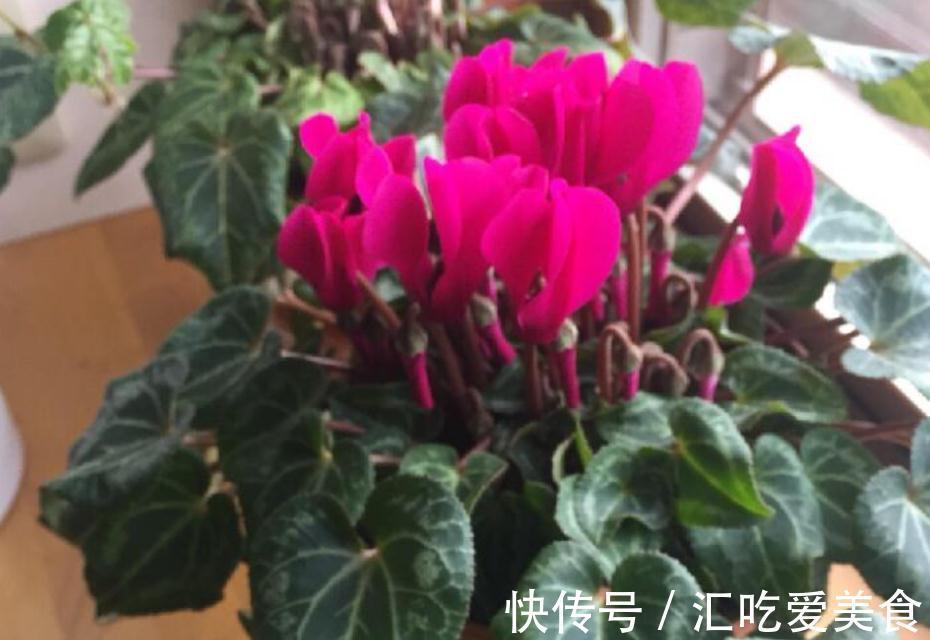 养花就该选“勤花”，这3样下雪天都能开花，正适合冬日盆栽赏花