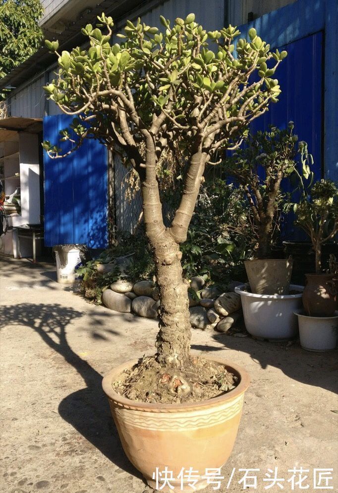 修剪|他把玉树的“叶子”全剪了,40天就长满了新芽,枝干更粗了