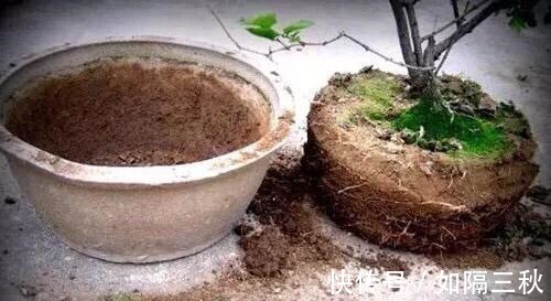 家庭养花，土从哪里来3个方法，不花一分钱，就能自制营养土了！