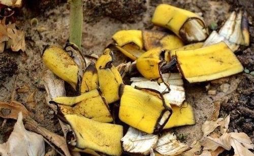 别再将经济又实用的养花宝贝“香蕉皮”当垃圾扔了