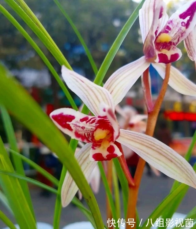 这款兰花真奇特,被誉为云南“仙草”,高雅有格调,很多人没见过