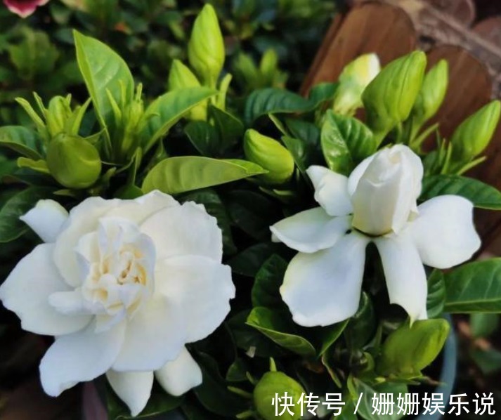 公认难养的4种花，之所以养不好，是因为你触碰了它们的“弱点”