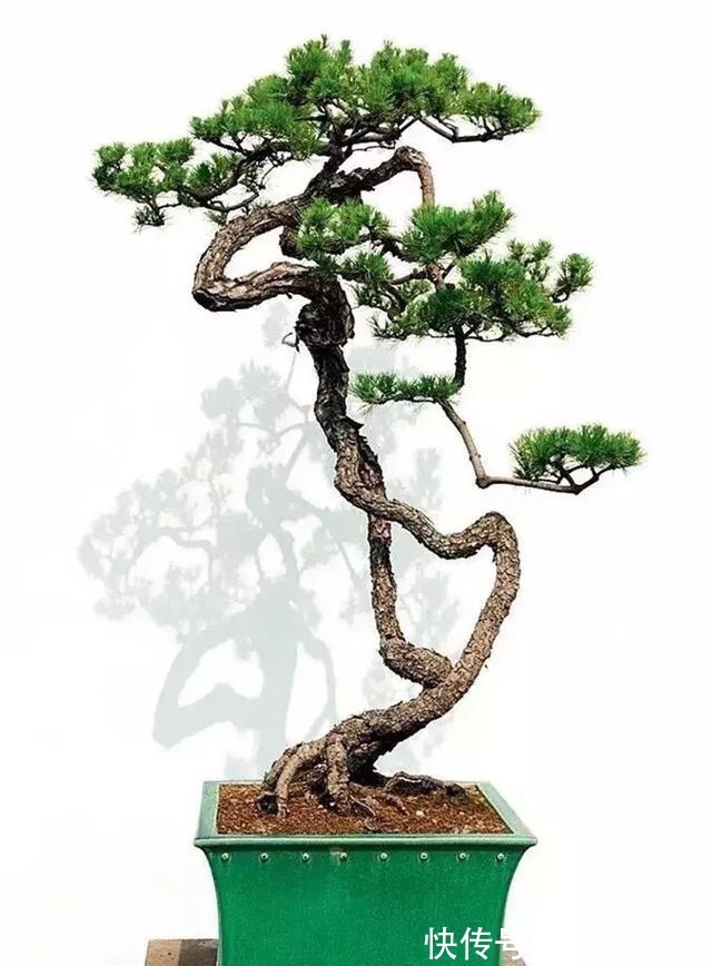 新貌|一组盆景作品欣赏，能达到法严、形美、意放、韵胜才是佳作