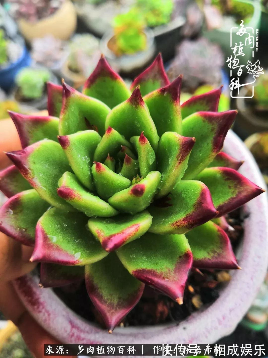 何以解忧，唯有多肉！目光所及，皆是喜欢！