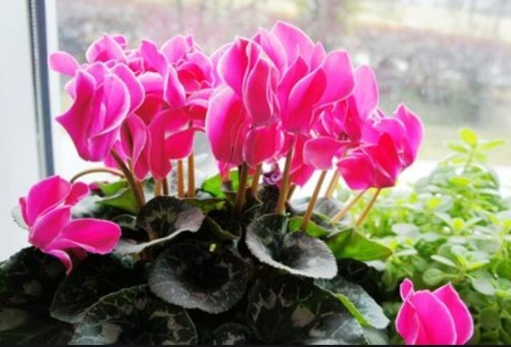 家养|家养3种花,好打理,易爆盆,花开不断,还能旺财