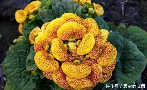  佳品|几种灯笼花，好看又喜庆，花期还很长，是家庭盆栽佳品！