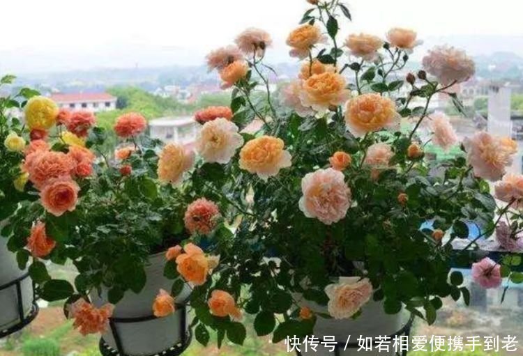 传家宝|4种花,一养就是100年,开花漂亮,优雅高贵,养成“传家宝”