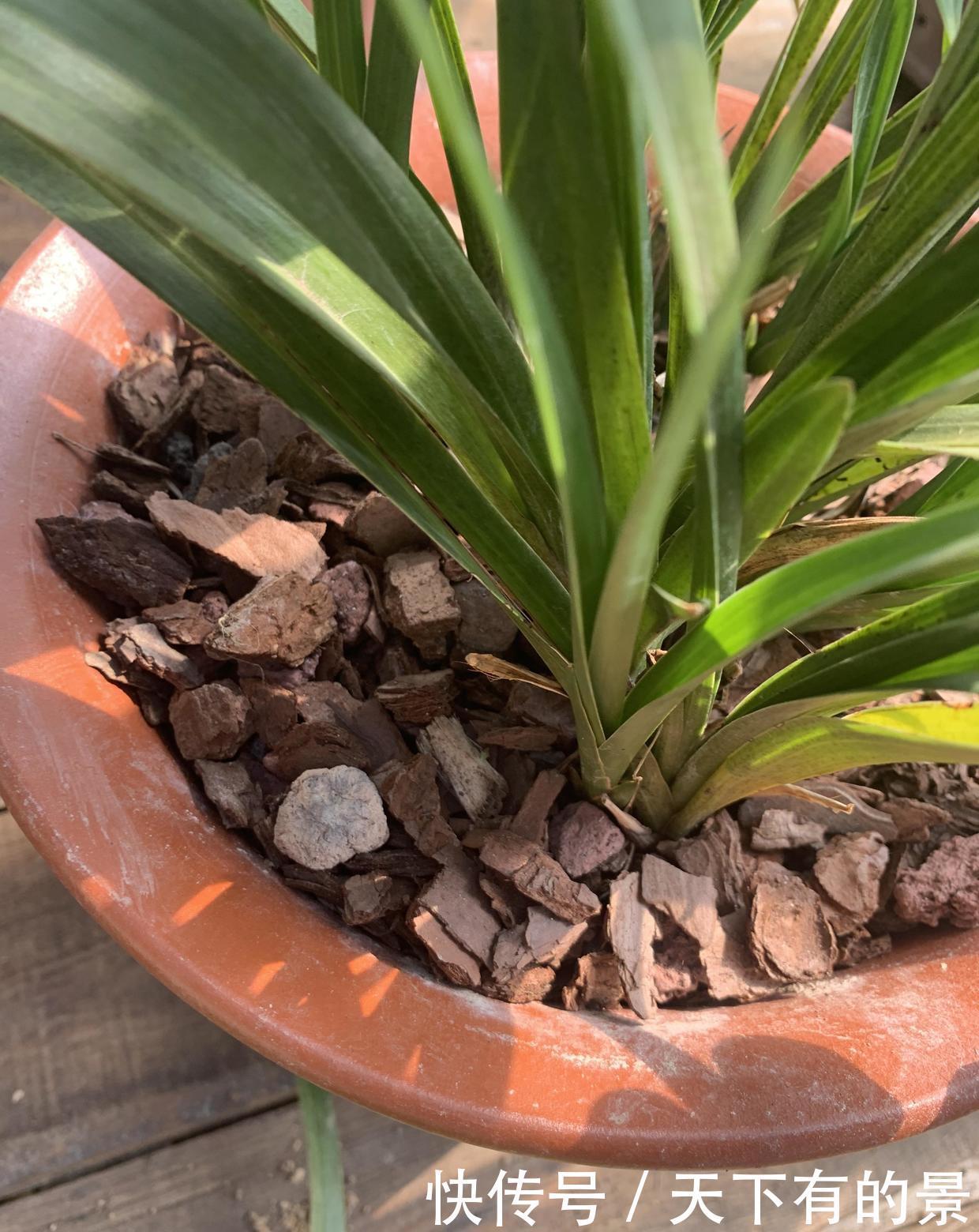 种兰花,2种植料搭配方式,养兰花不烂根长得旺,开花也很香