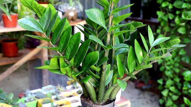 兆头|“6种旺财花”,房子小也要养1盆,开花更是好兆头,富贵吉祥