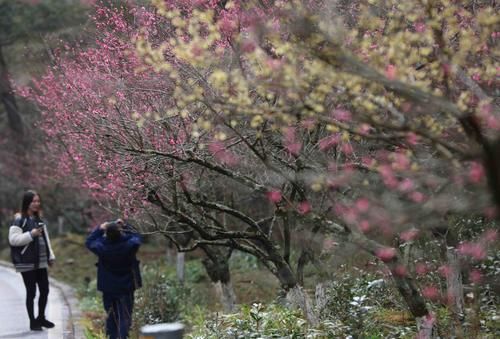 潼南|赏梅黄石寨,踏春正当时