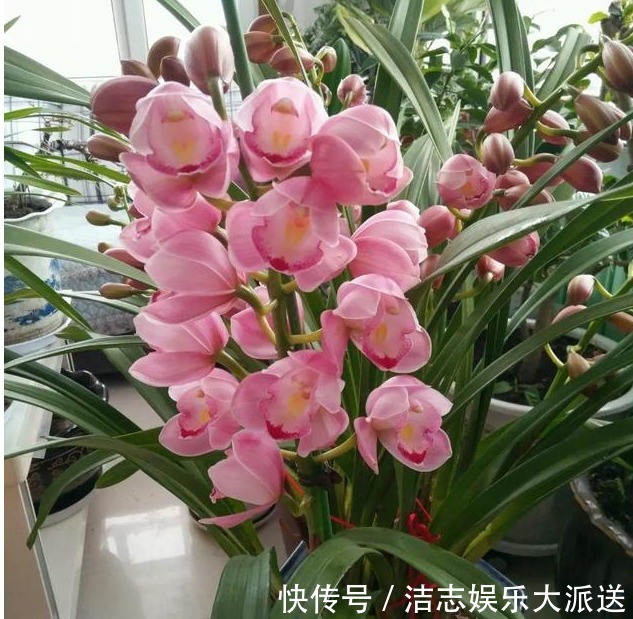 富贵籽|家里要养“3种花”,开花吉祥又喜庆,时来运转,越过越富裕有钱