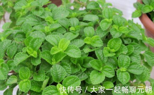 蜂香脂|谁见了都喜欢的4种花,好养又漂亮,花香四溢飘满屋,美爆了