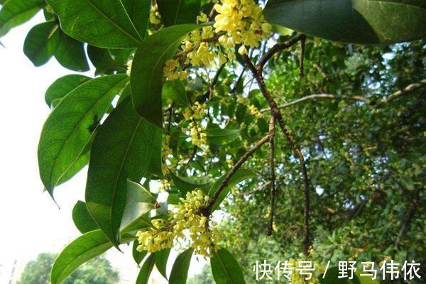 刺玫花|蒲公英根和三种花是“绝配”,经常喝点,肝好毒素少,人更显年轻