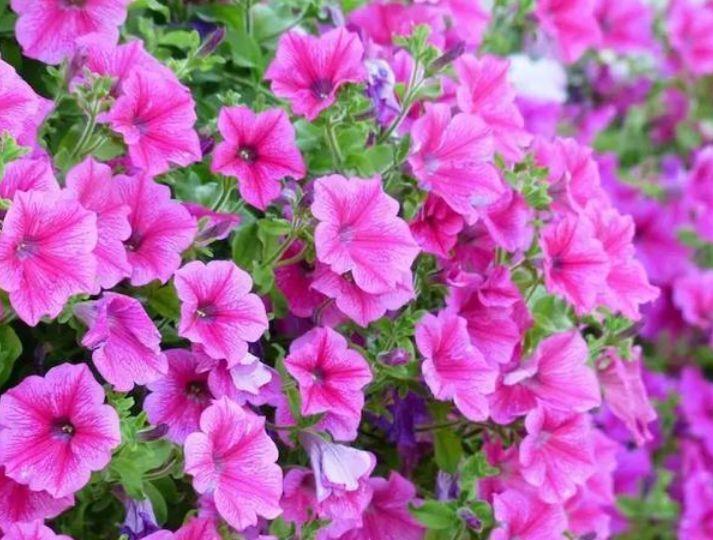 家里阳台养此款花,新手也能养爆盆,花开枝繁叶茂,美