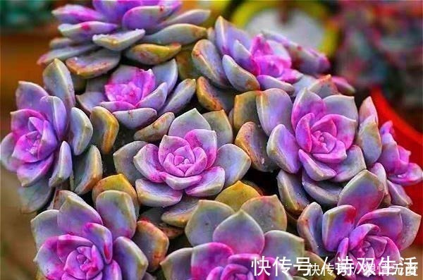 多肉养成“独杆司令”莫慌,做好这4步,侧芽猛长,爆盆不难!