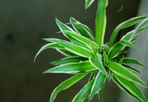  吊兰的栽培|吊兰很常见，代表着吊兰很容易养活，并不代表吊兰很容易养好！