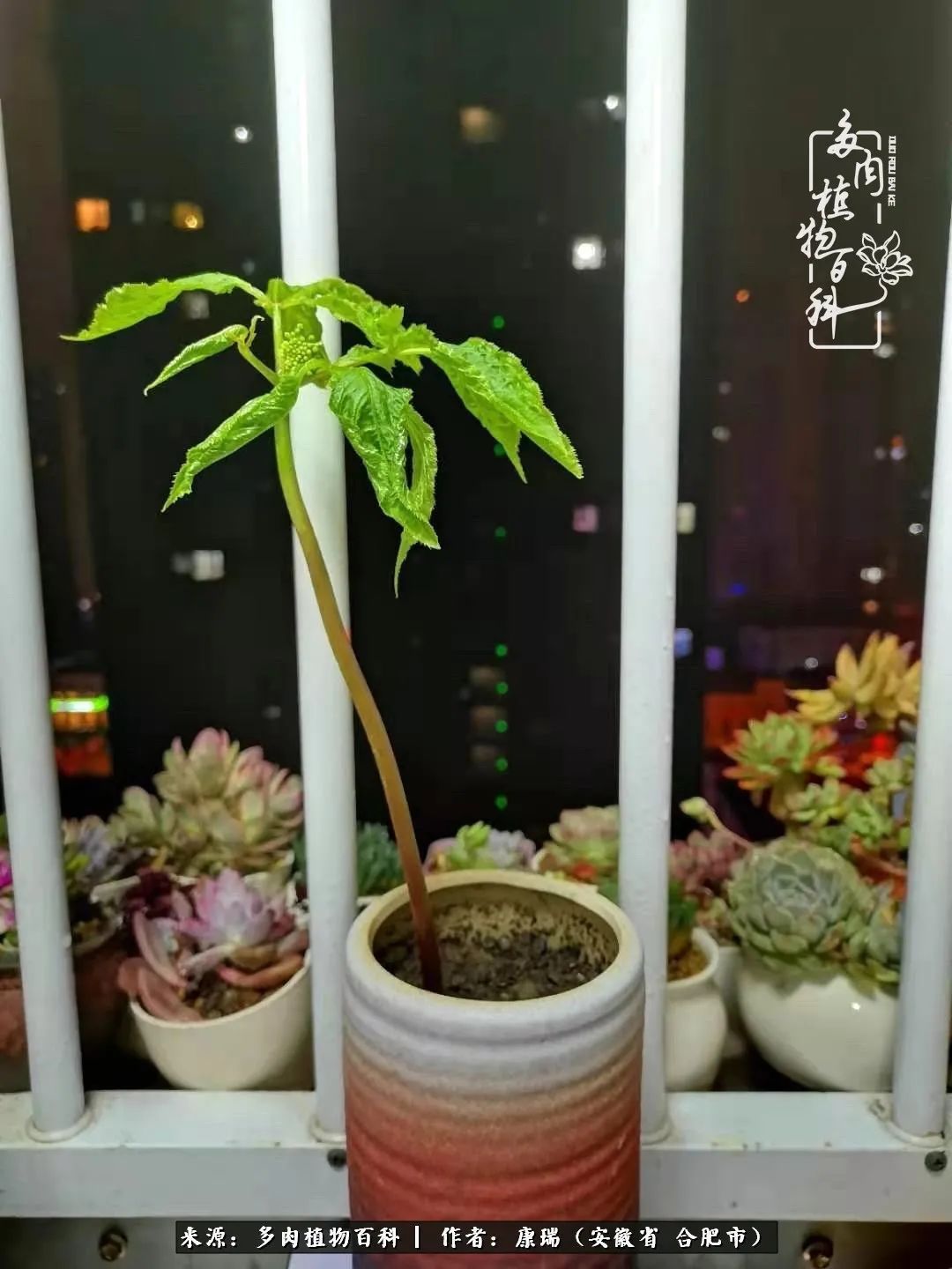 养肉之路,道阻且长,累的是身体,净的是心灵!