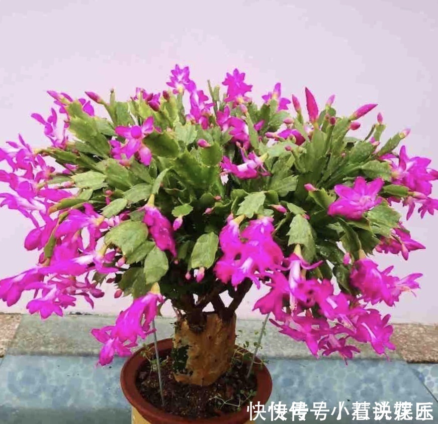 蟹爪兰花苞“蔫不拉几”,这叫做“消苞”现象,有3个原因要知道