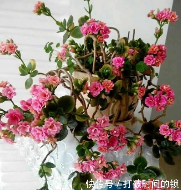 养“长寿花”3年变老桩,窜成“巨无霸”,开成大花球