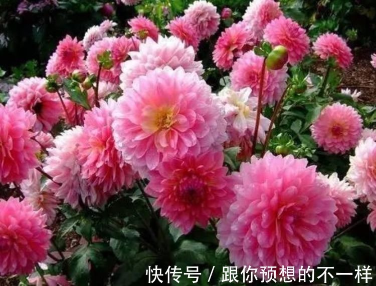 此款花卉便宜又好养,丢到阳台,四季有花开,繁花满枝