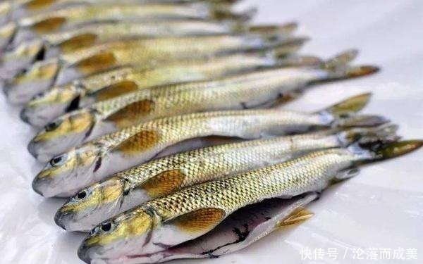 营养|这鱼3年才长9厘米,常常被误认为小杂鱼,营养丰富,遇到别错过