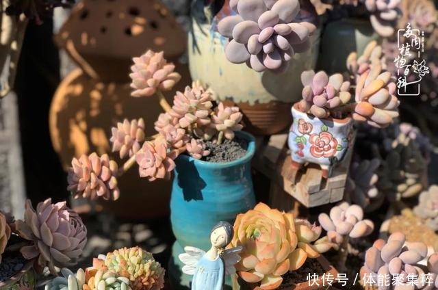 在茜的多肉小院里,花时间种快乐!在茜的多肉小院里,花时间种快乐!