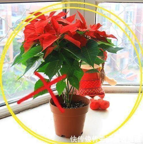 家里养花别瞎养2种花是大忌,6种花旺财还养人