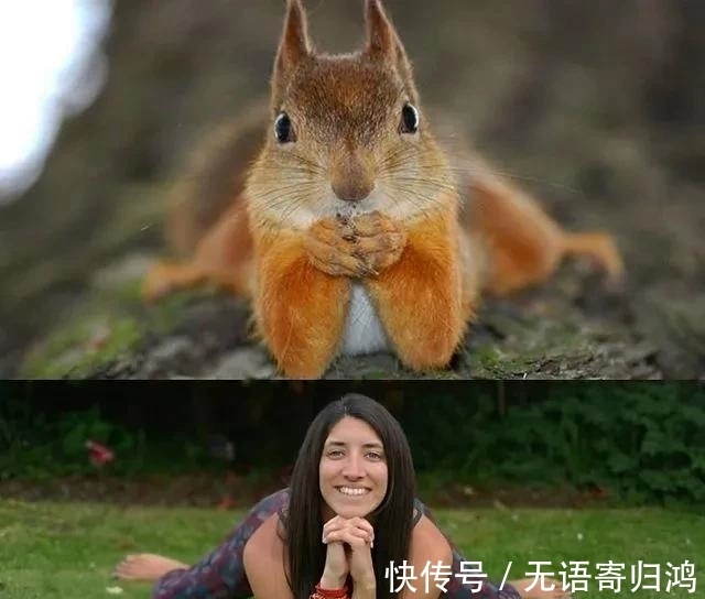 瑜伽|如果动物也“瑜伽”是什么样子?这只熊猫也太萌了