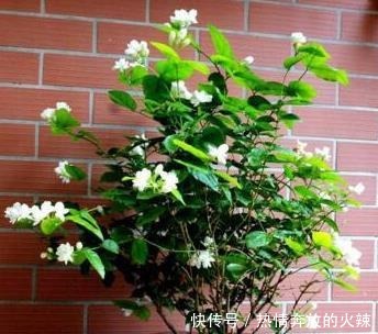 养茉莉花，“3件小事”做到位，就可以“静待花开”，且花大味香