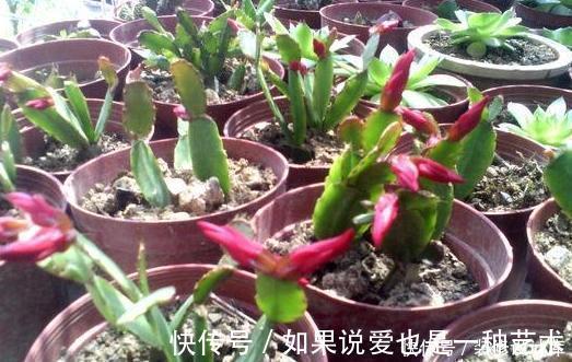 操作方式|养花别再买多菌灵了，用它来代替，植株生根快，还能省下不少钱