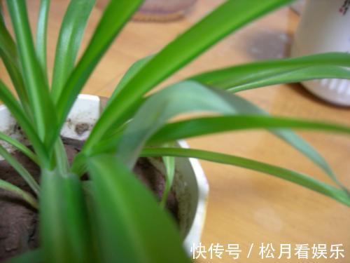 家里吊兰干尖黄叶,用这4招来改善,砰砰返青油亮亮