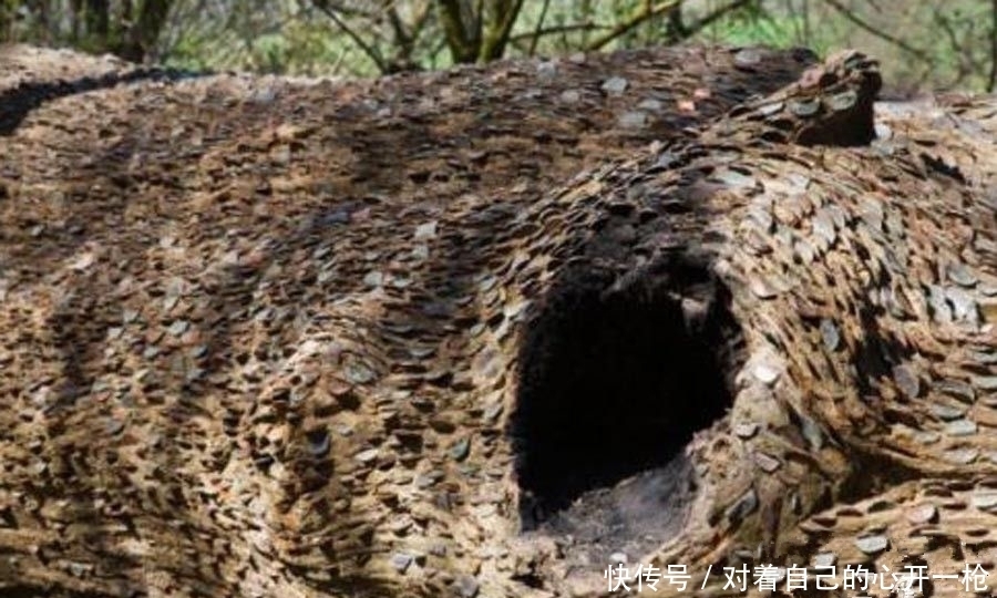  发现|英国居民野外探险发现“摇钱树”，引得当地居民纷纷围观