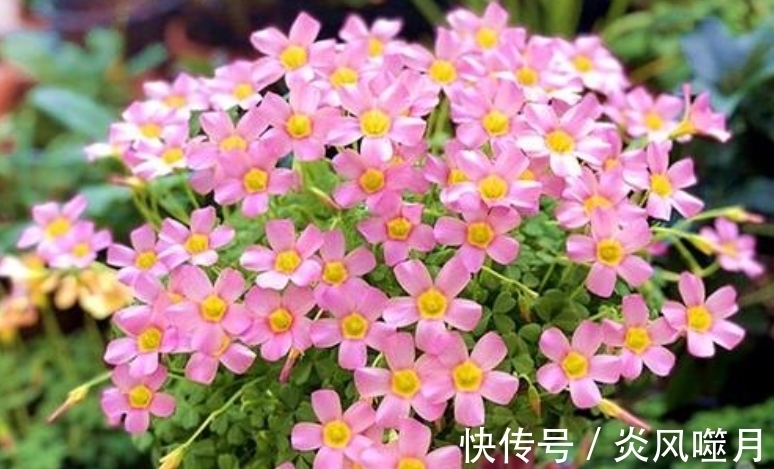 这5种花爱“生崽”,今年种一棵,来年变“一堆”,好养又省钱!