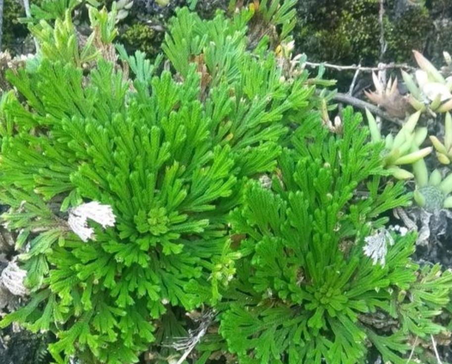 山上3种“植物”,做成小盆景,趣味盎然,观赏性强