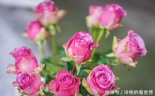 居家养花,就选优良玫瑰冷美人,冷艳妖娆,香味扑鼻