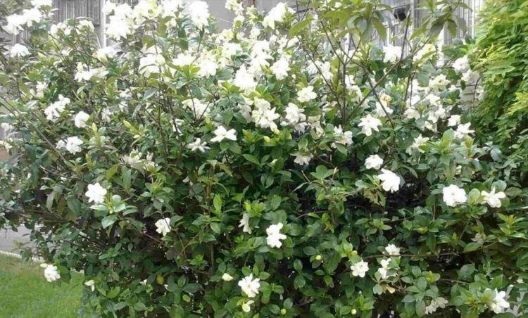 漂亮|6种漂亮花，35度高温不休眠，越热花越多，夏天养花首选