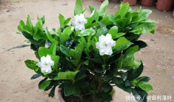 这2样厨余垃圾拿来养花,既能养叶又能强根催花