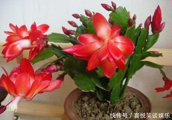 养花缺少磷钾肥学会自制技巧，往花盆里放一点养啥植物都旺