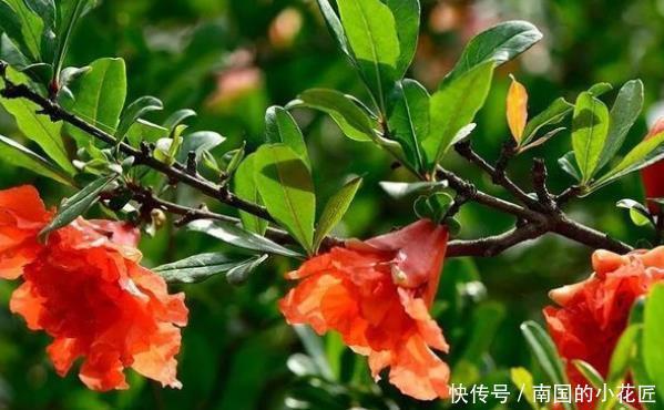 象征阳光向上的花 象征阳光向上的花