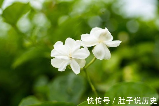 复合肥|天气越热,这些“开花劳模”表现越好,建议别停肥,否则花量减半