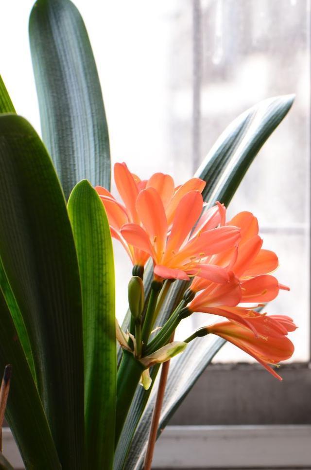 救回来|君子兰烂根“快死了”,别着急扔,一招就能救回来