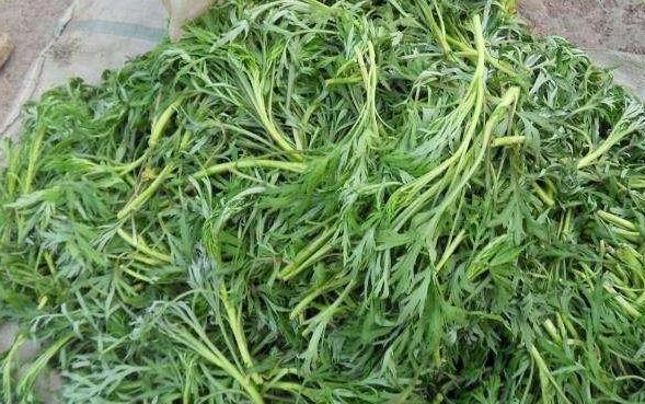 野菜|乡下一种草,长得比人高,价值珍贵,还是民间“降压良药”