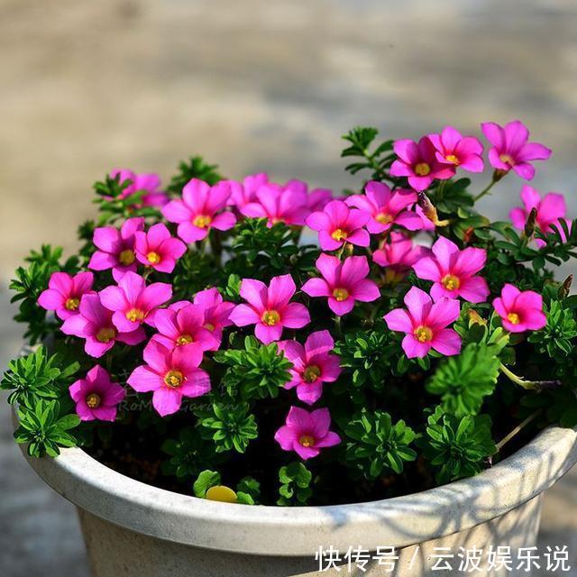 盆栽|家里无论养啥花,提前做“3步”,以后虫子少、不烂根