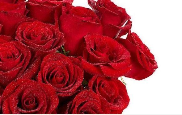 红艳|喜欢菊花,不如养盆“玫瑰精品”卡罗拉,红艳似火,太惊艳了!