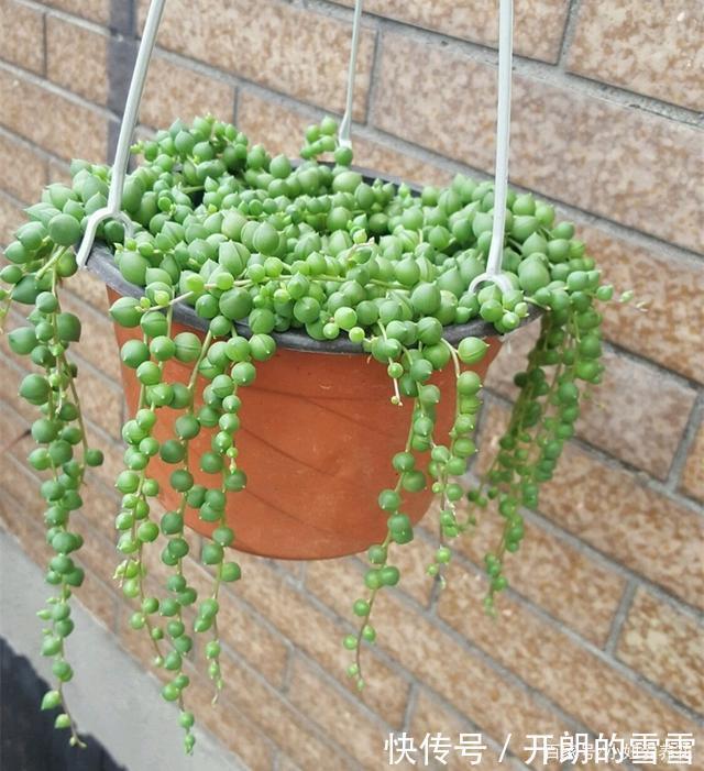 这3种多肉是“喜水”大户，一缺水就发黄，“泡水里”反而长得欢